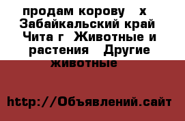 продам корову c/х - Забайкальский край, Чита г. Животные и растения » Другие животные   